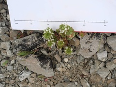 Epilobium pycnostachyum