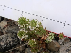 Epilobium pycnostachyum