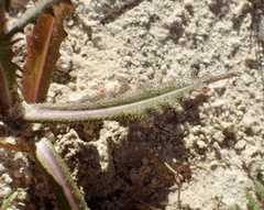 Caulanthus heterophyllus