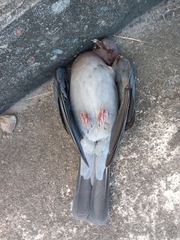 Patagioenas squamosa