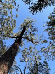 Eucalyptus robusta