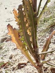 Caulanthus heterophyllus