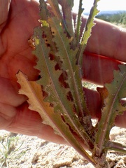 Caulanthus heterophyllus