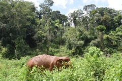 Elephas maximus