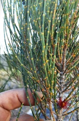 Allocasuarina distyla