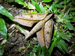 Xylophanes acrus