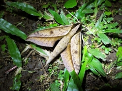 Xylophanes acrus