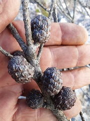 Allocasuarina distyla