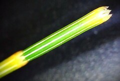 Allocasuarina distyla