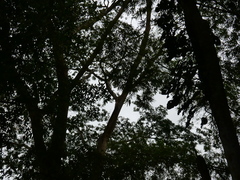 Enterolobium cyclocarpum