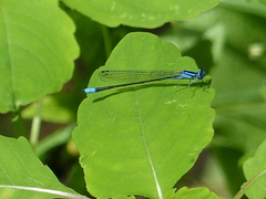Enallagma divagans