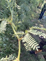 Prosopis pallida