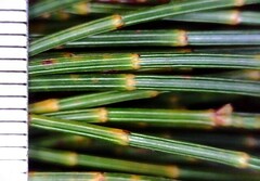 Allocasuarina distyla