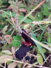 Macroptilium atropurpureum