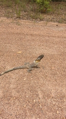 Chlamydosaurus kingii