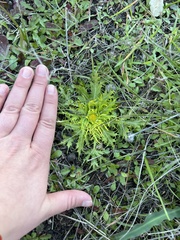 Sanicula arctopoides