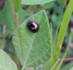 Brachyplatys subaeneus