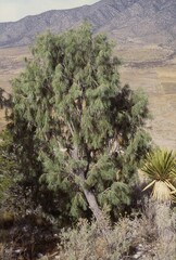 Pinus pinceana