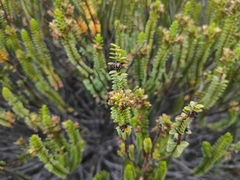 Veronica pauciramosa