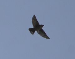 Ptyonoprogne concolor