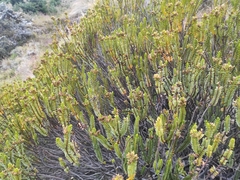 Veronica pauciramosa