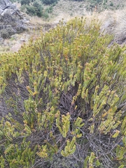 Veronica pauciramosa