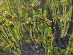 Veronica pauciramosa