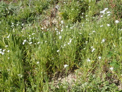 Cryptantha intermedia