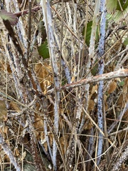 Rubus leucodermis