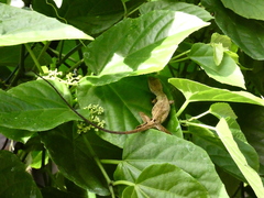Anolis planiceps