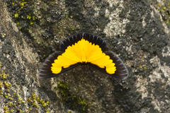 Xanthyris flaveolata