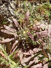 Camissoniopsis micrantha