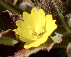 Camissoniopsis micrantha