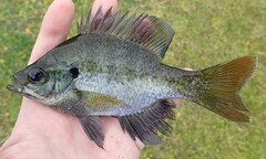 Lepomis macrochirus purpurascens