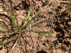 Podolepis linearifolia