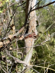 Birrima