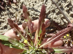 Camissoniopsis micrantha