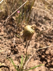 Podolepis linearifolia