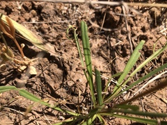 Podolepis linearifolia