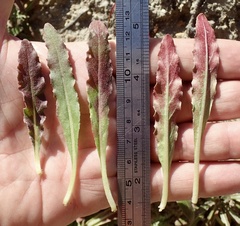 Camissoniopsis micrantha