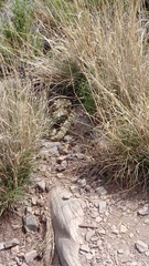 Crotalus ornatus