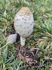 Coprinus comatus