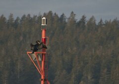 Phalacrocorax carbo image