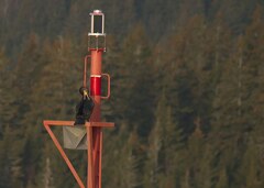 Phalacrocorax carbo image