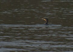 Phalacrocorax carbo image