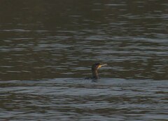 Phalacrocorax carbo image