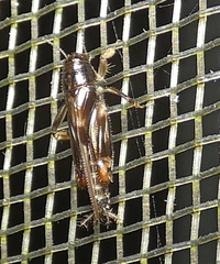 Tridactylidae