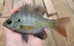 Lepomis macrochirus purpurascens