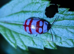 Alagoasa decemguttata