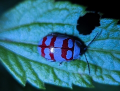 Alagoasa decemguttata